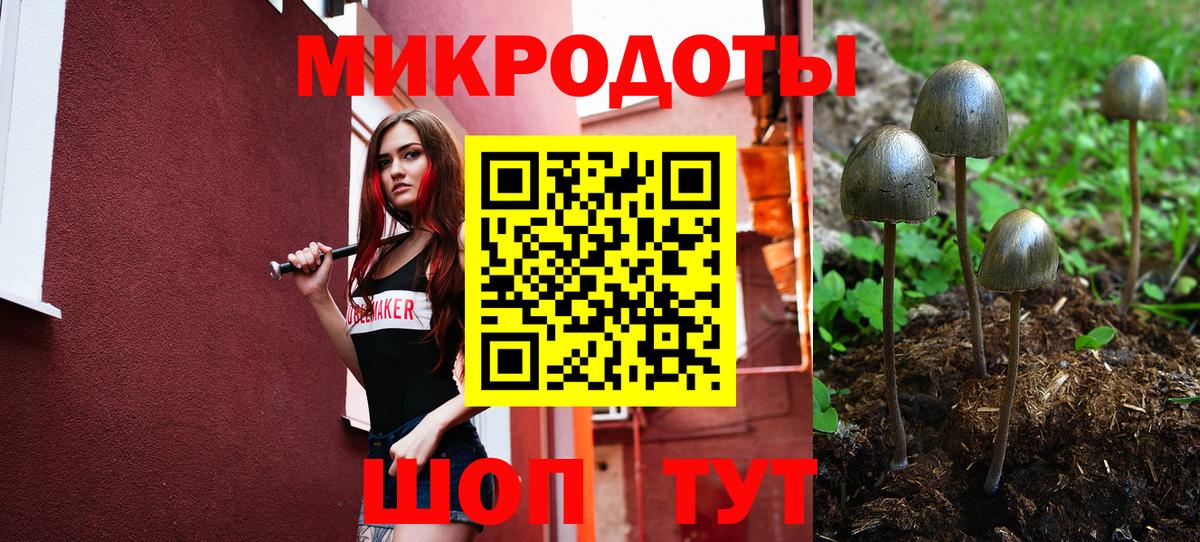 Псилоцибиновые грибы Psilocybe Карабулак